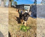 Small Photo #3 German Shepherd Dog Puppy For Sale in FLORENCE, SC, USA