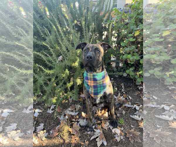 Medium Photo #2 American Pit Bull Terrier-Unknown Mix Puppy For Sale in Yuba City, CA, USA