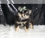 Small Photo #5 Pomeranian Puppy For Sale in WARSAW, IN, USA