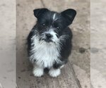 Small Photo #1 Bossi-Poo Puppy For Sale in Dana Point, CA, USA