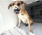 Small #1 American Pit Bull Terrier Mix