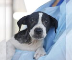 Small American Staffordshire Terrier Mix