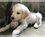 Small Photo #9 Golden Retriever Puppy For Sale in SCHNECKSVILLE, PA, USA