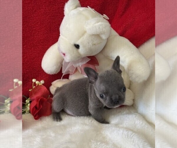 Medium Photo #1 French Bulldog Puppy For Sale in NAPLES, FL, USA
