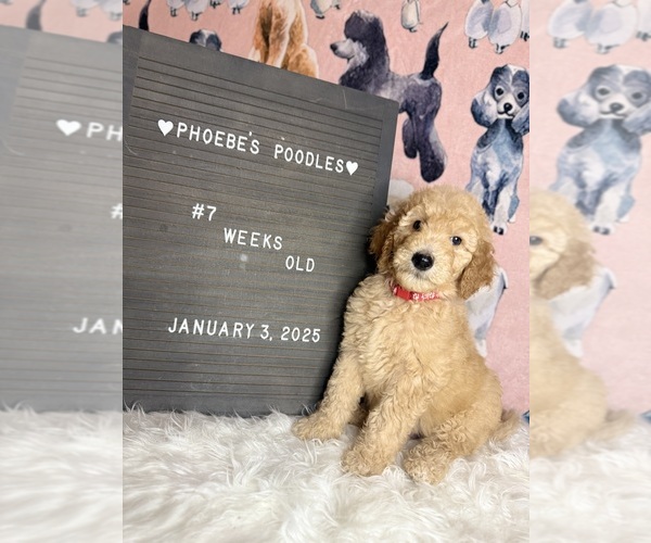 Medium Photo #1 Poodle (Standard) Puppy For Sale in WESTMINSTER, CA, USA