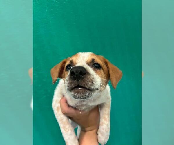 Medium Photo #1 Texas Heeler-Unknown Mix Puppy For Sale in Visalia, CA, USA