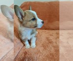 Small #5 Pembroke Welsh Corgi