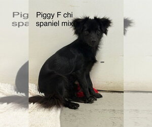 Colonial Cocker Spaniel Dogs for adoption in Studio City, CA, USA
