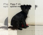 Small Colonial Cocker Spaniel