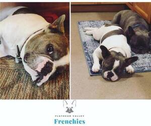 Mother of the French Bulldog puppies born on 12/03/2020