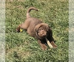 Small Photo #4 Labrador Retriever Puppy For Sale in BARNEVELD, WI, USA