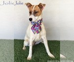 Small Jack Russell Terrier Mix