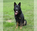 Small German Shepherd Dog