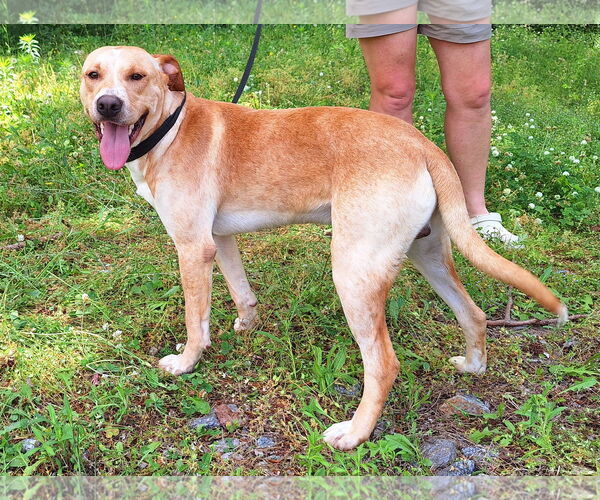 Medium Photo #3 Labrador Retriever-Unknown Mix Puppy For Sale in Wetumpka, AL, USA