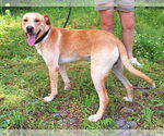 Small #2 Labrador Retriever Mix