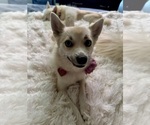 Small Photo #153 Pomsky Puppy For Sale in LOVELAND, CO, USA