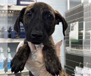 Catahoula Leopard Dog-Unknown Mix Dogs for adoption in Washington, DC, USA