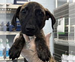 Small Catahoula Leopard Dog Mix