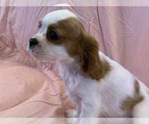 Cavalier King Charles Spaniel Puppy for Sale in FOLSOM, California USA