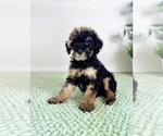 Small #3 Bernedoodle (Miniature)