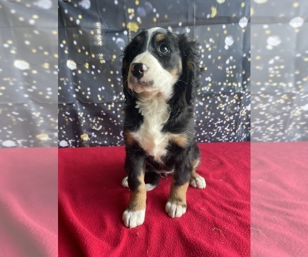 Medium Photo #4 Bernedoodle (Miniature) Puppy For Sale in LANCASTER, PA, USA