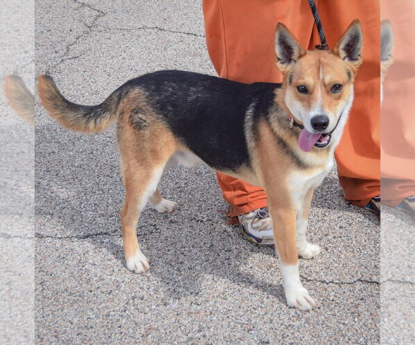Medium Photo #2 Carolina Dog-German Shepherd Dog Mix Puppy For Sale in Huntley, IL, USA