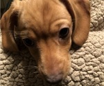 Small Photo #2 Dachshund Puppy For Sale in GARRETT, PA, USA
