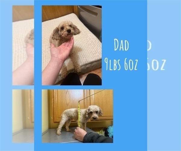 Medium Photo #1 Poodle (Miniature) Puppy For Sale in DUBUQUE, IA, USA