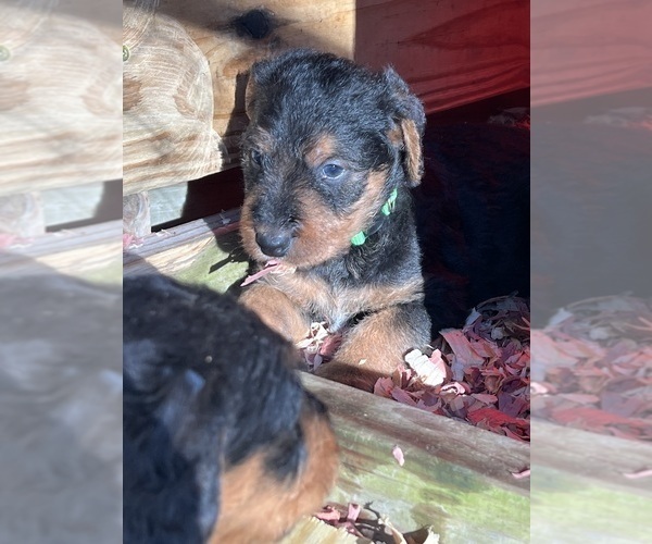 Medium Photo #5 Airedale Terrier Puppy For Sale in GILMER, TX, USA