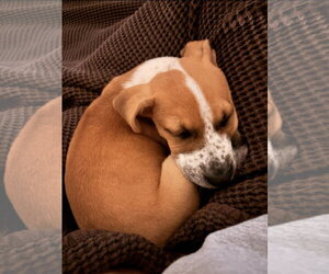 Laliah - Female Coonhound-Jack Russell Terrier Mix Dog for Adoption - Photo #4