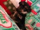 Small Photo #3 Havashire Puppy For Sale in CONROE, TX, USA