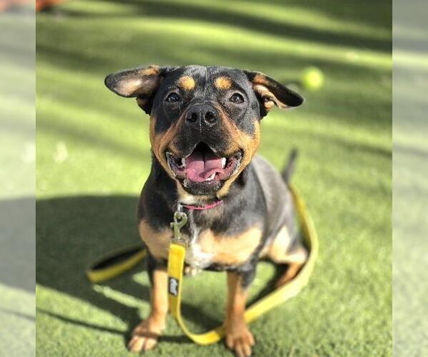 Medium Photo #2 Rottweiler-Unknown Mix Puppy For Sale in Las Vegas, NV, USA