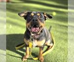 Small #1 Rottweiler Mix