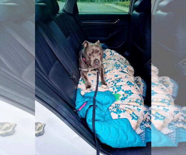 Medium Photo #3 Mutt Puppy For Sale in Caldwell, NJ, USA