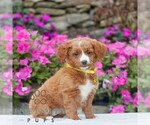 Small #2 Golden Retriever-ShihPoo Mix