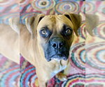 Small #8 Boxer