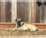 Small #5 Shepradors