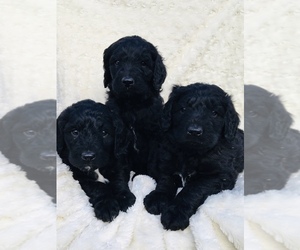 Saint Berdoodle Puppy for sale in BATTLE GROUND, WA, USA
