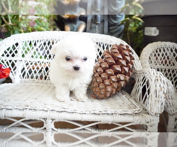 Medium Photo #4 Maltese Puppy For Sale in LOS ANGELES, CA, USA