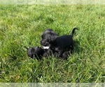 Small Photo #9 Wapoo Puppy For Sale in COLORADO SPGS, CO, USA