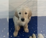 Small Photo #2 Goldendoodle Puppy For Sale in SANTA CLARITA, CA, USA