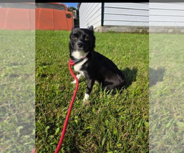 Medium Photo #2 Chihuahua-Unknown Mix Puppy For Sale in Westminster, MD, USA