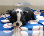 Small #3 Boston Terrier