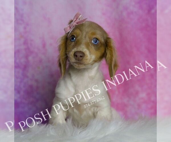 Medium Photo #4 Dachshund Puppy For Sale in WARSAW, IN, USA