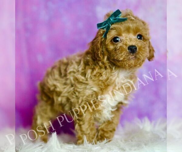 Medium Photo #100 Poodle (Miniature) Puppy For Sale in WARSAW, IN, USA