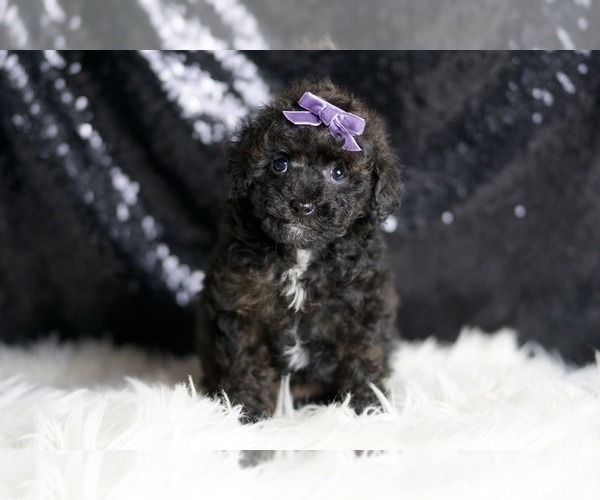 Medium Photo #3 Poodle (Toy) Puppy For Sale in WARSAW, IN, USA
