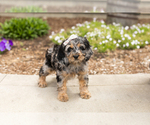 Small #3 Cocker Spaniel-Poodle (Miniature) Mix