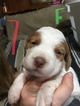 Small Photo #1 Brittany Puppy For Sale in FORT WORTH, TX, USA