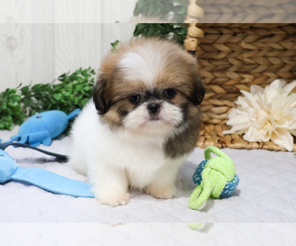 Medium Photo #29 Shih Tzu Puppy For Sale in SYRACUSE, IN, USA
