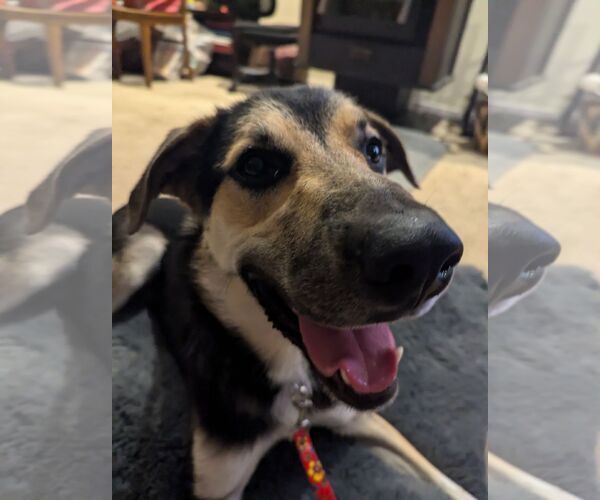 Medium Photo #3 German Shepherd Dog-Unknown Mix Puppy For Sale in Hayward, CA, USA